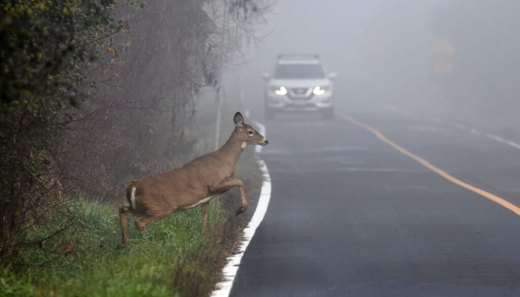 Safe Driving: Avoid Wildlife Collisions This Fall